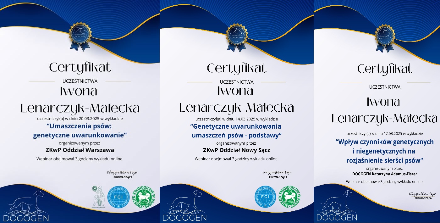 kolejna wiedza niezbędna w hodowli - sznaucer miniaturowy biały hodowla